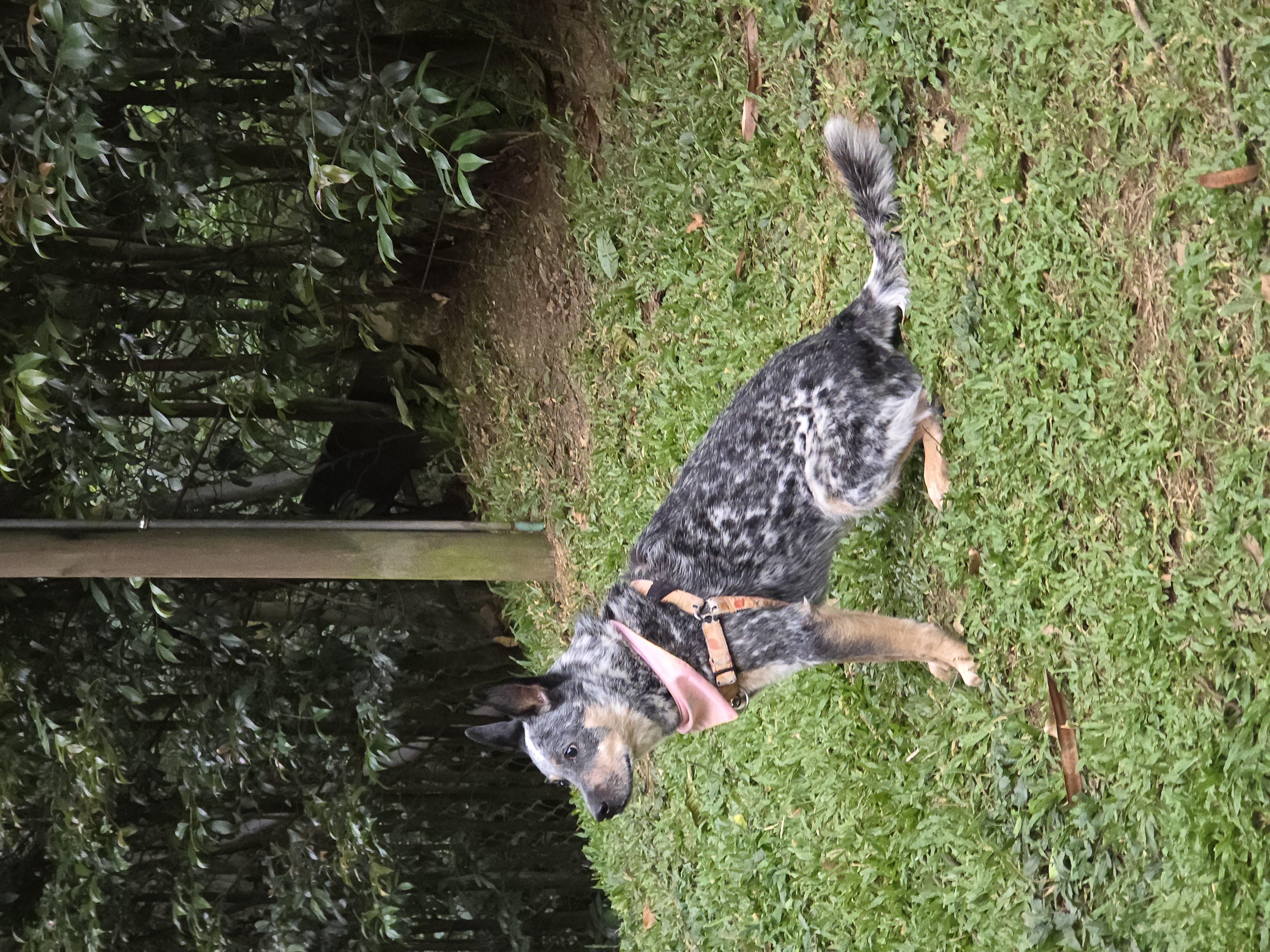 Publicación de Pimienta