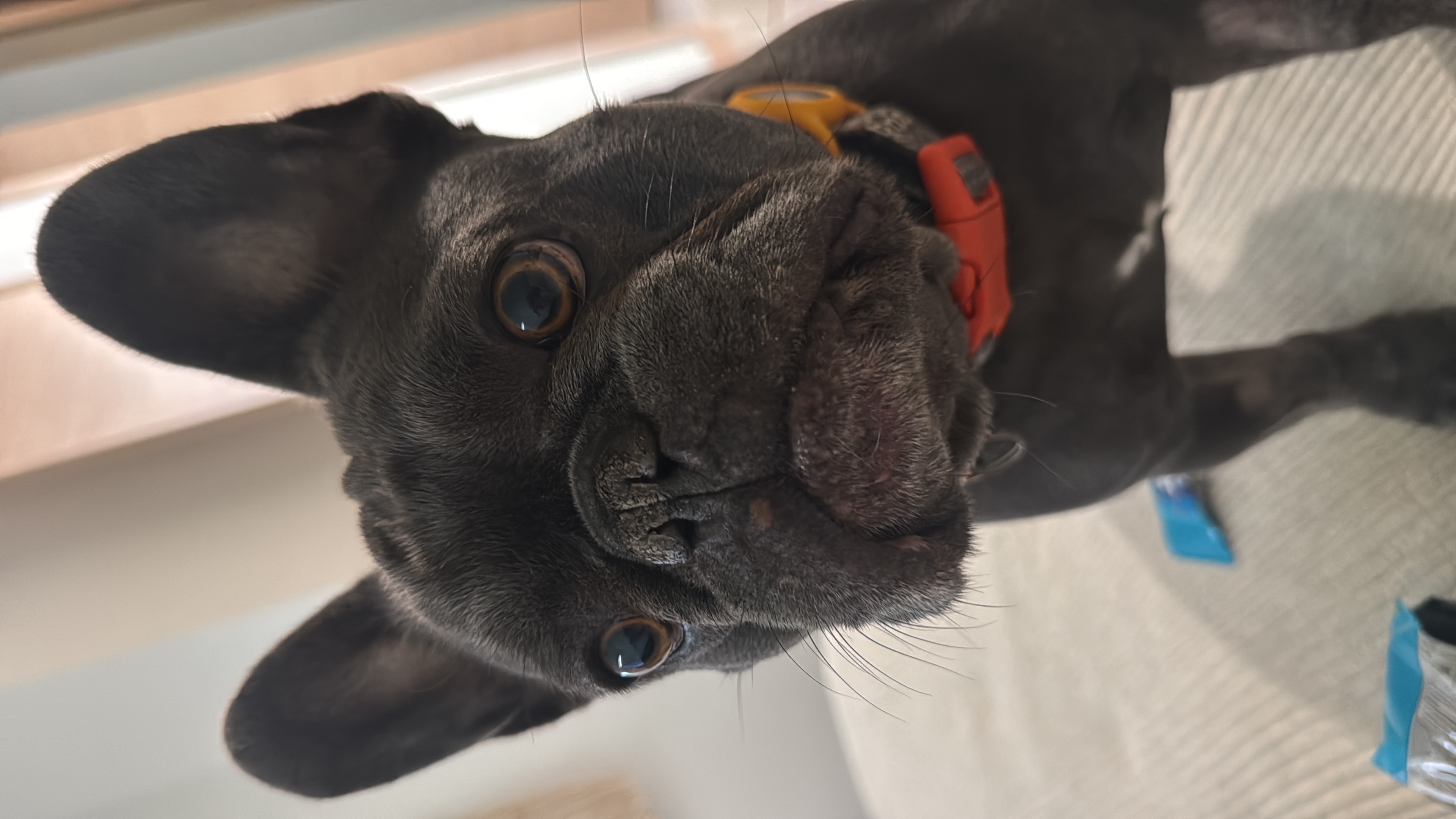 Publicación de Jupiter