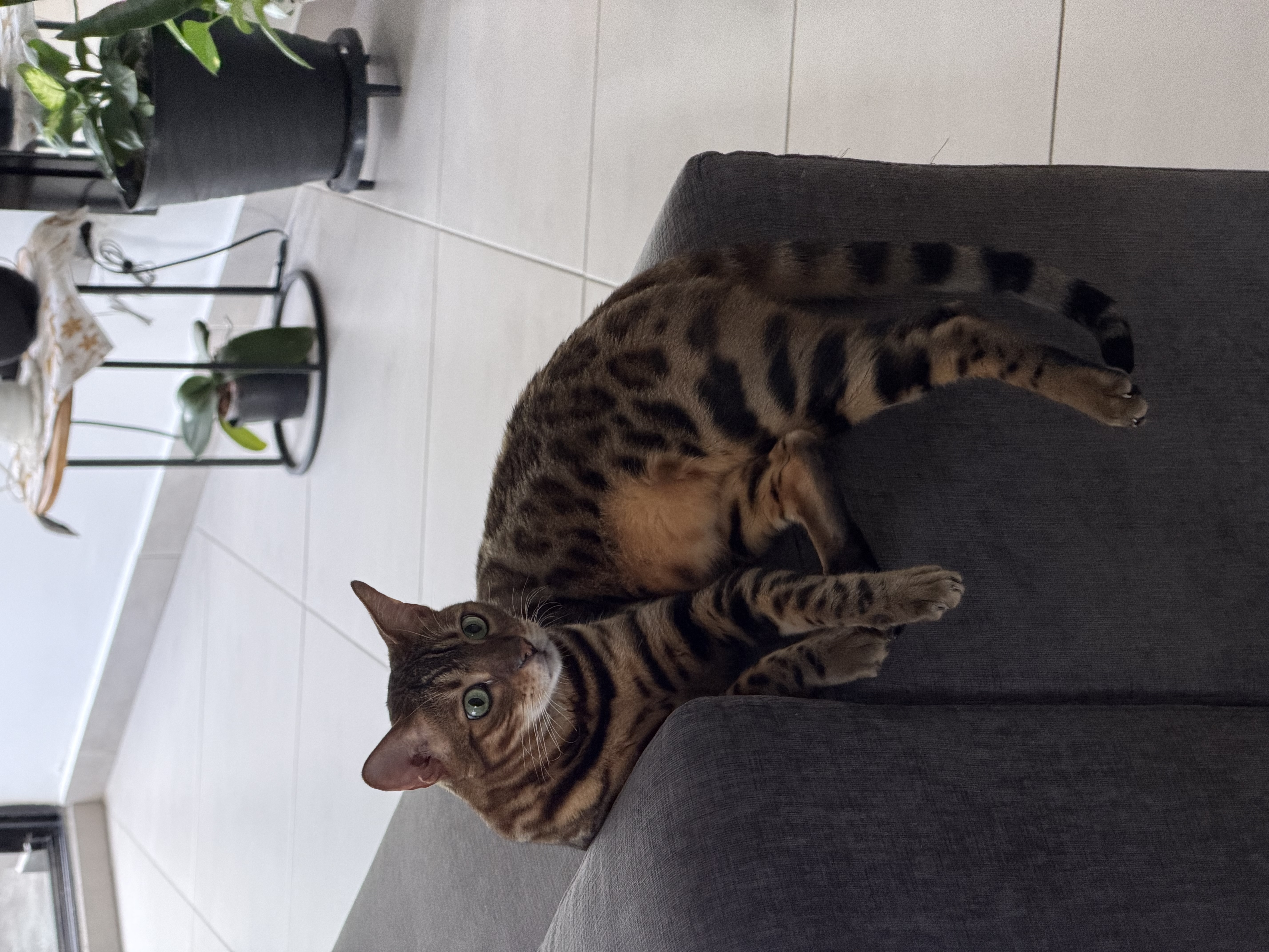 Publicación de Potter