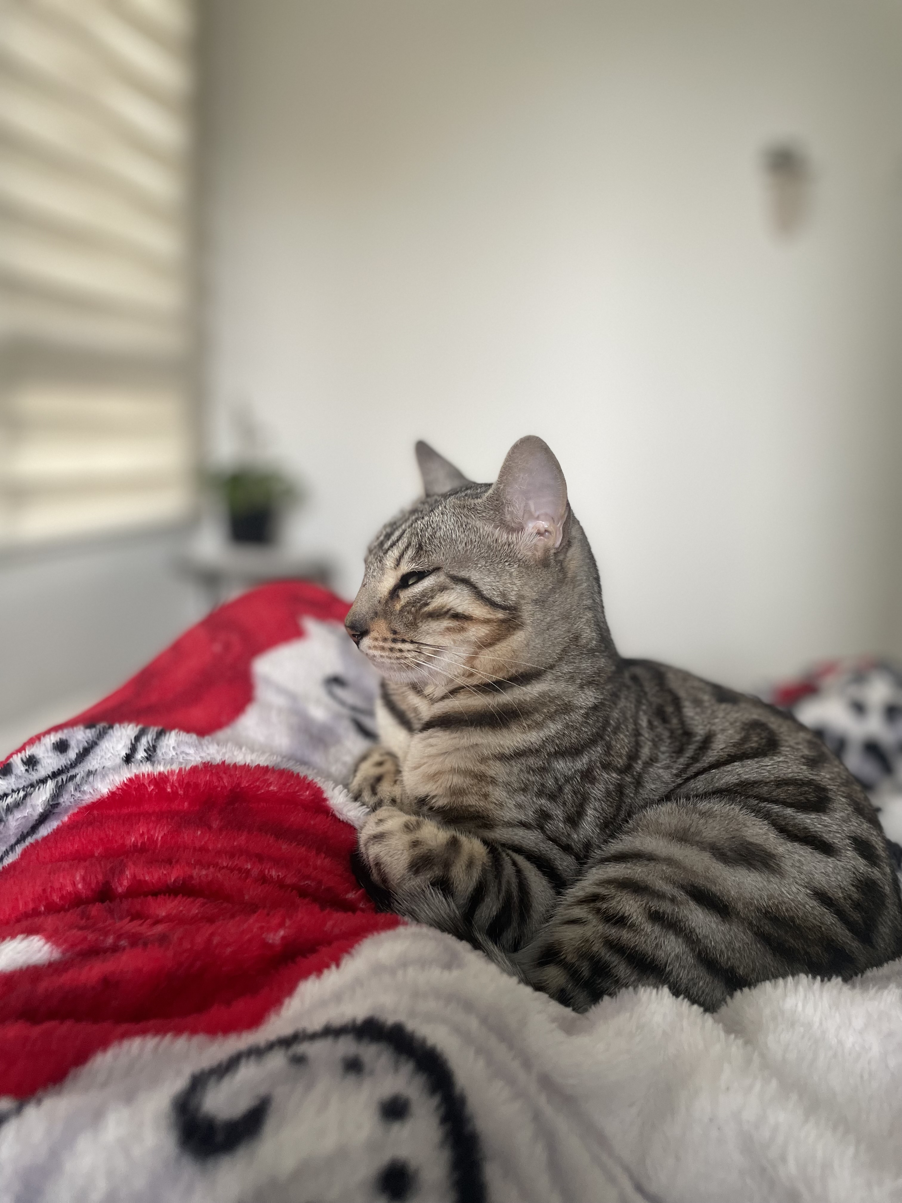 Publicación de Potter