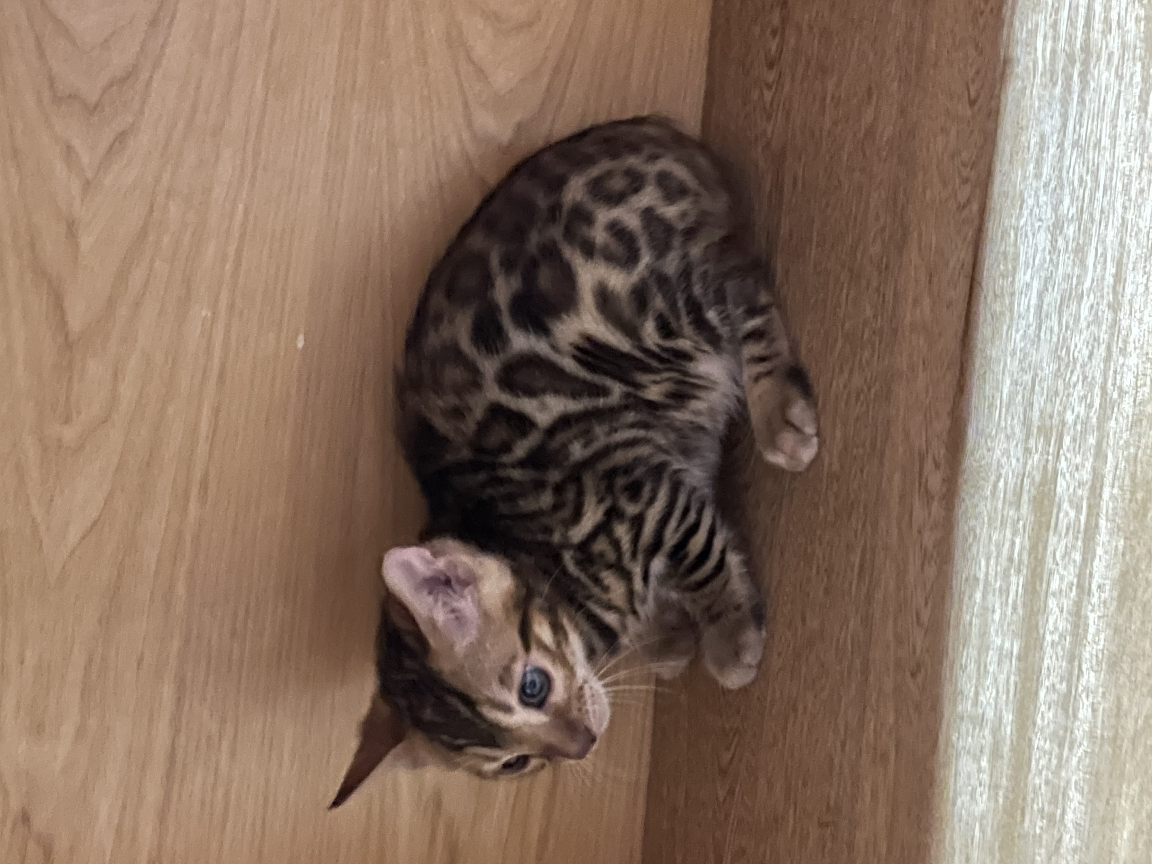 Publicación de Potter