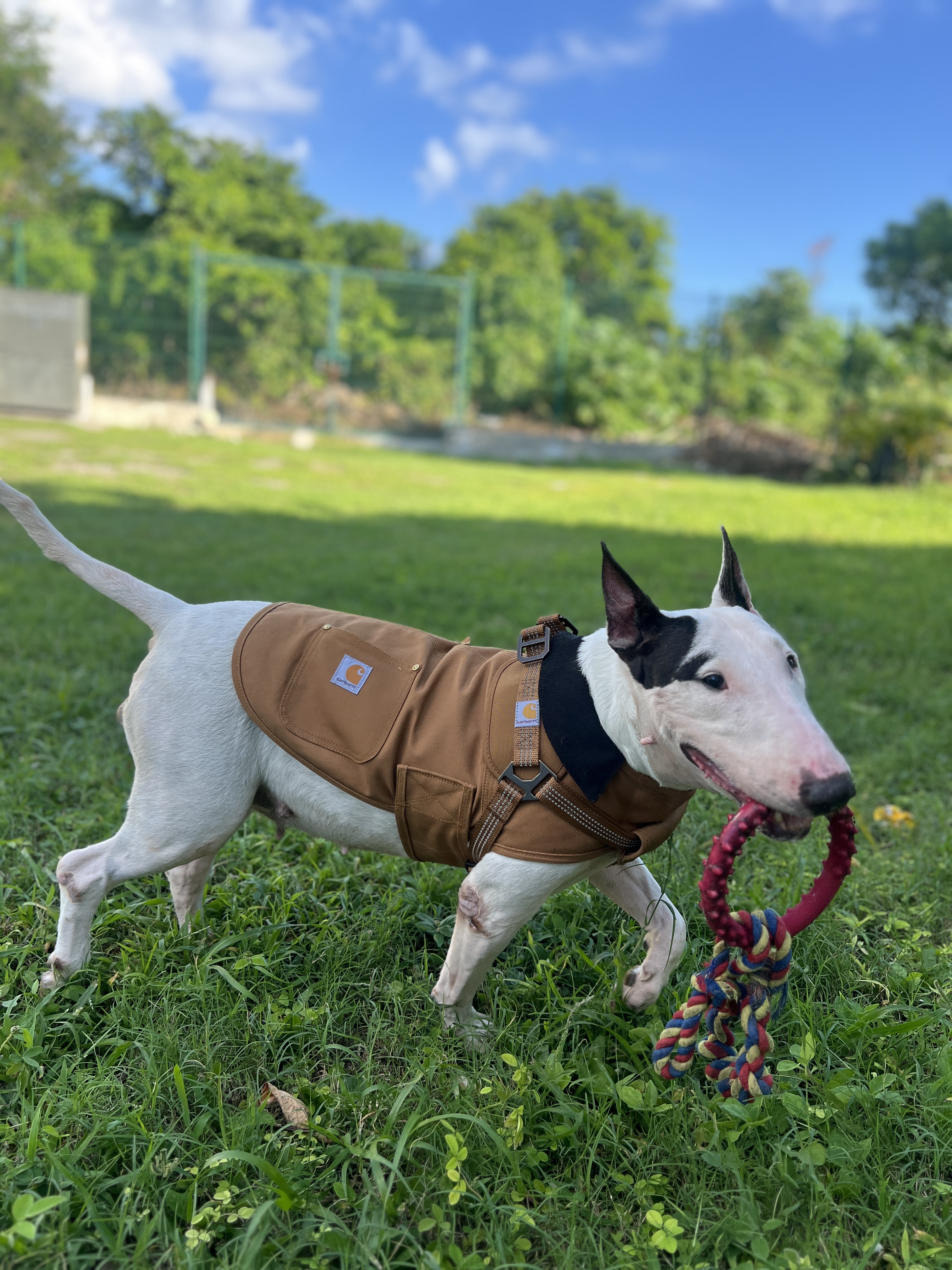 Publicación de Lola